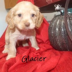 puppy, for, sale, Cocker Spaniel, Joe & Cherri  Overlease, dog, breeder, Miller, MO, dog-breeder, puppy-for-sale, forsale, nearby, find, puppyfind, locator, puppylocator, aca